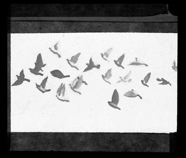 'Pigeons, fly' &copy; Kingston Museum and Heritage Service, 2010