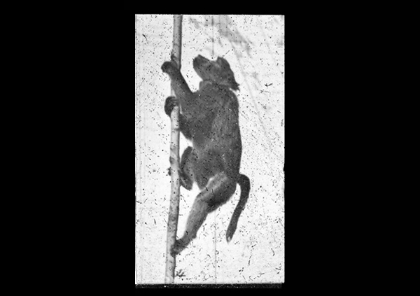 'Baboon Climb' &copy; Kingston Museum and Heritage Service, 2010