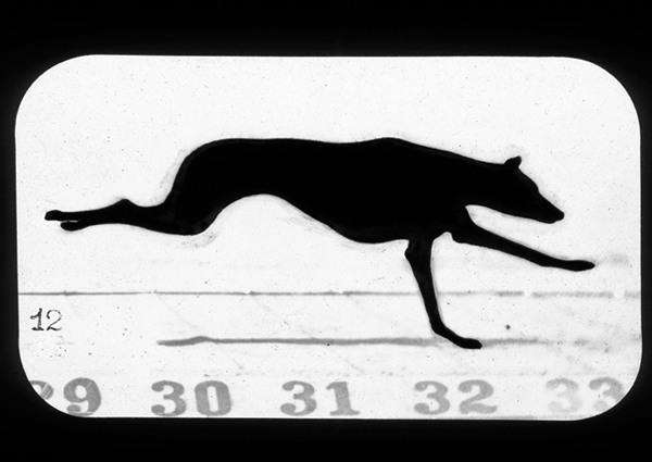'Hound' &copy; Kingston Museum and Heritage Service, 2010