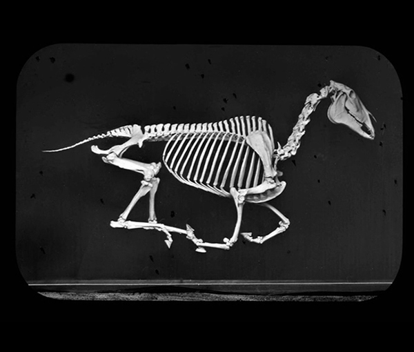 'Horse Skeleton' &copy; Kingston Museum and Heritage Service, 2010
